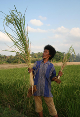 SRI Anbau Reisfeld Indonesien